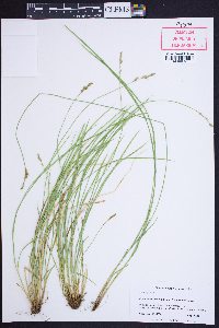 Carex bromoides subsp. montana image