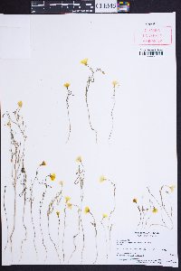 Camissonia campestris image