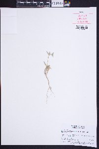 Camissoniopsis pallida subsp. pallida image