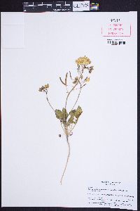 Camissonia claviformis subsp. funerea image