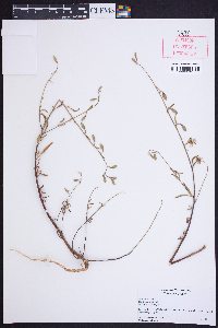 Clarkia australis image