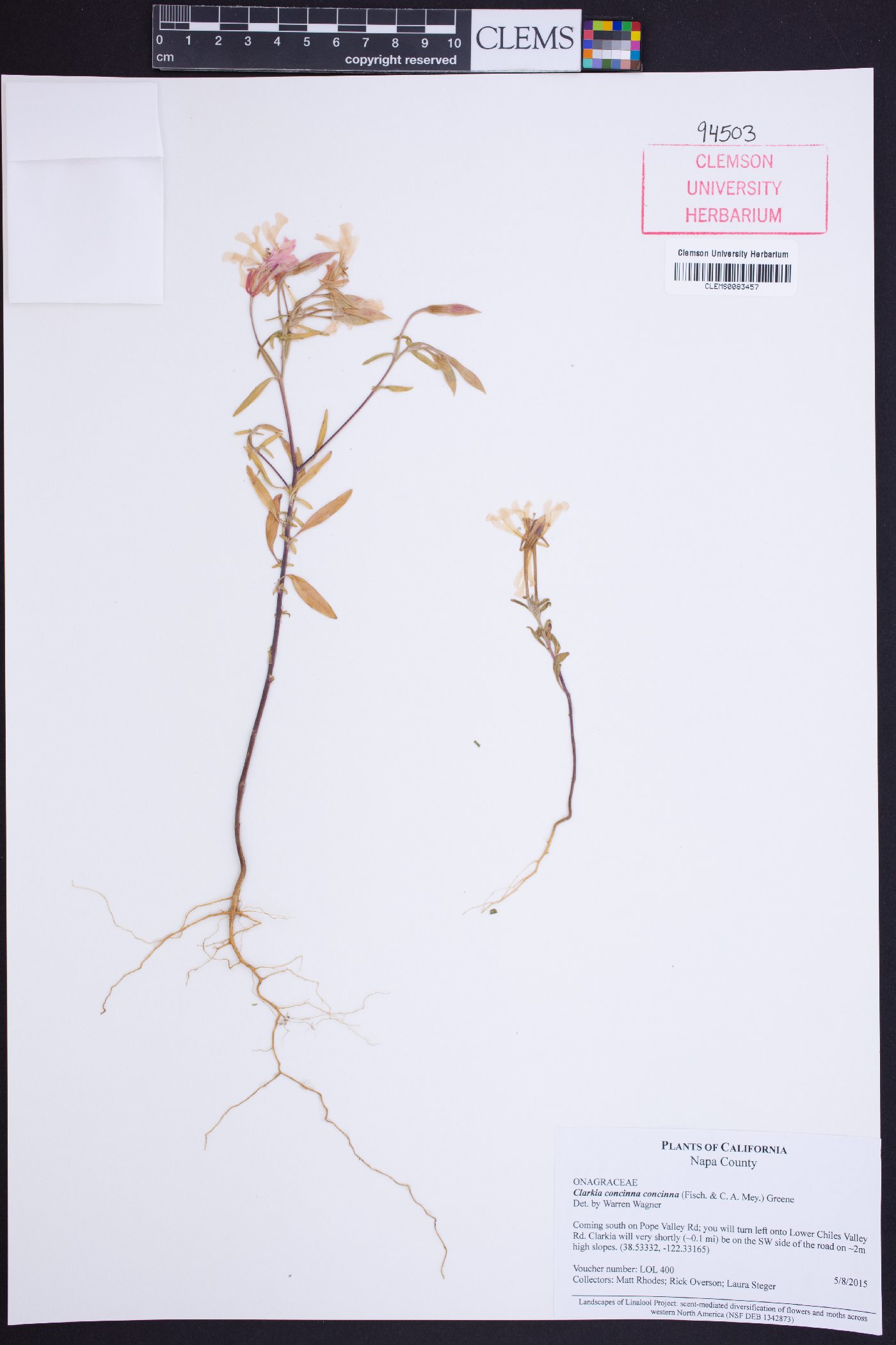 Clarkia concinna subsp. concinna image