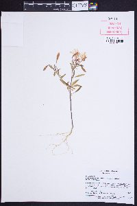 Clarkia concinna image