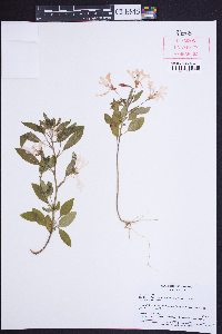 Clarkia concinna image