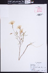 Clarkia lewisii image