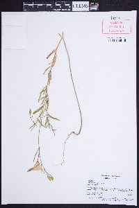 Clarkia rostrata image