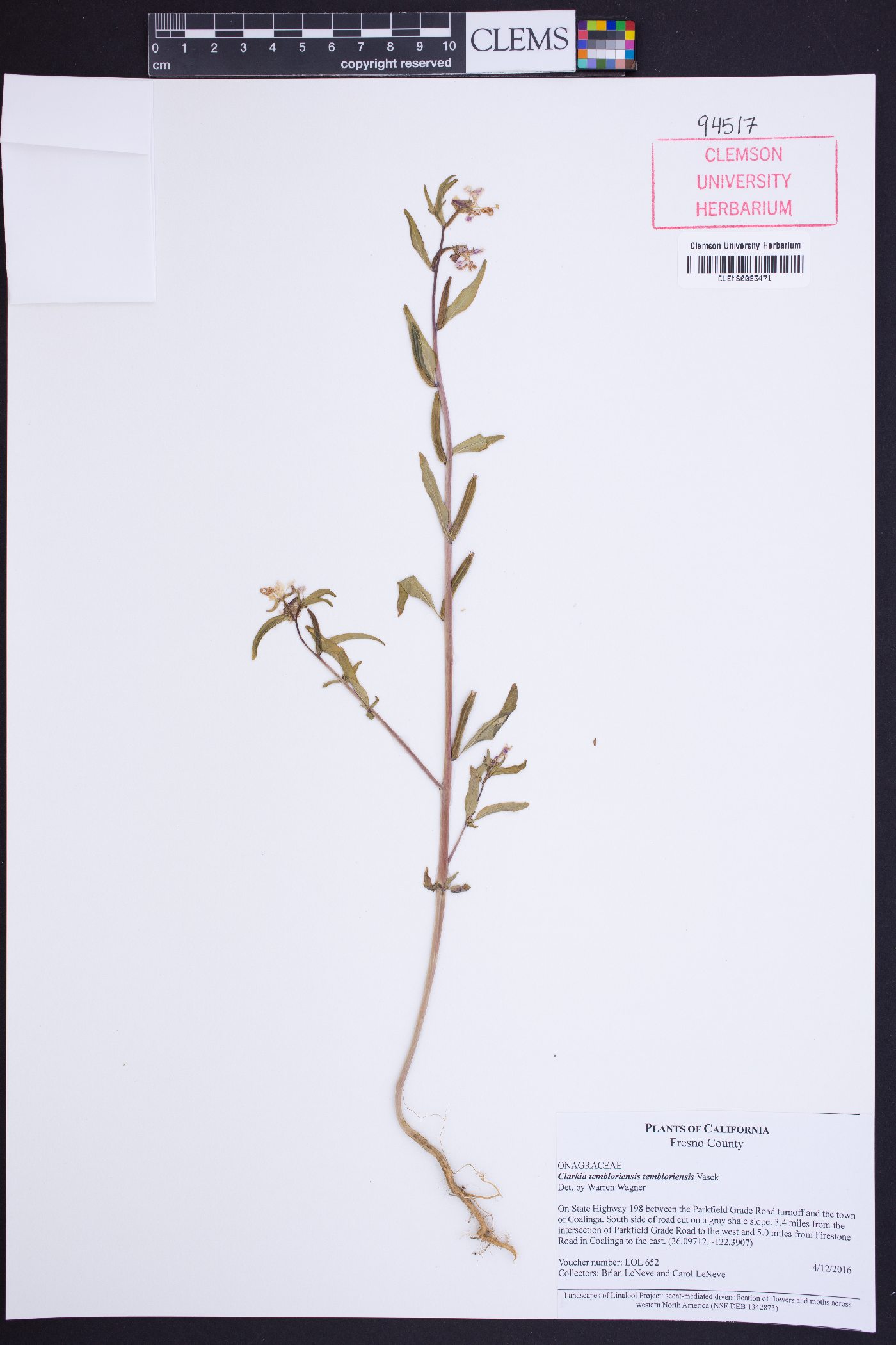 Clarkia tembloriensis image