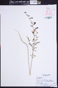 Clarkia unguiculata image