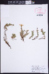 Epilobium obcordatum image