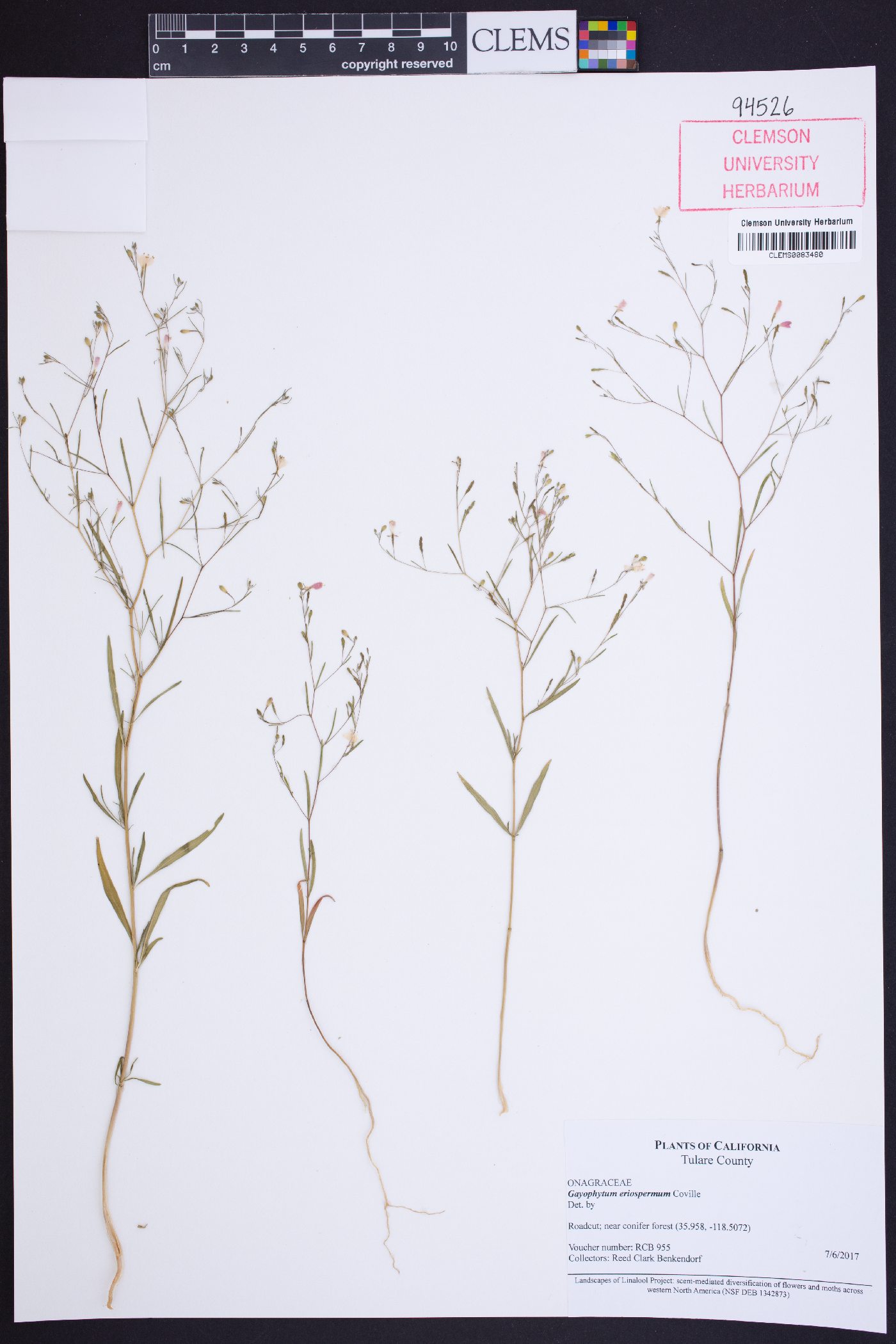 Gayophytum eriospermum image