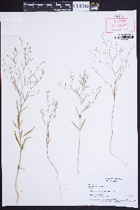 Gayophytum eriospermum image