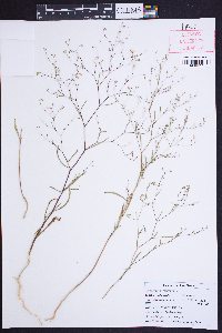 Gayophytum eriospermum image