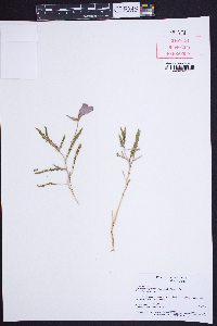 Oenothera californica image