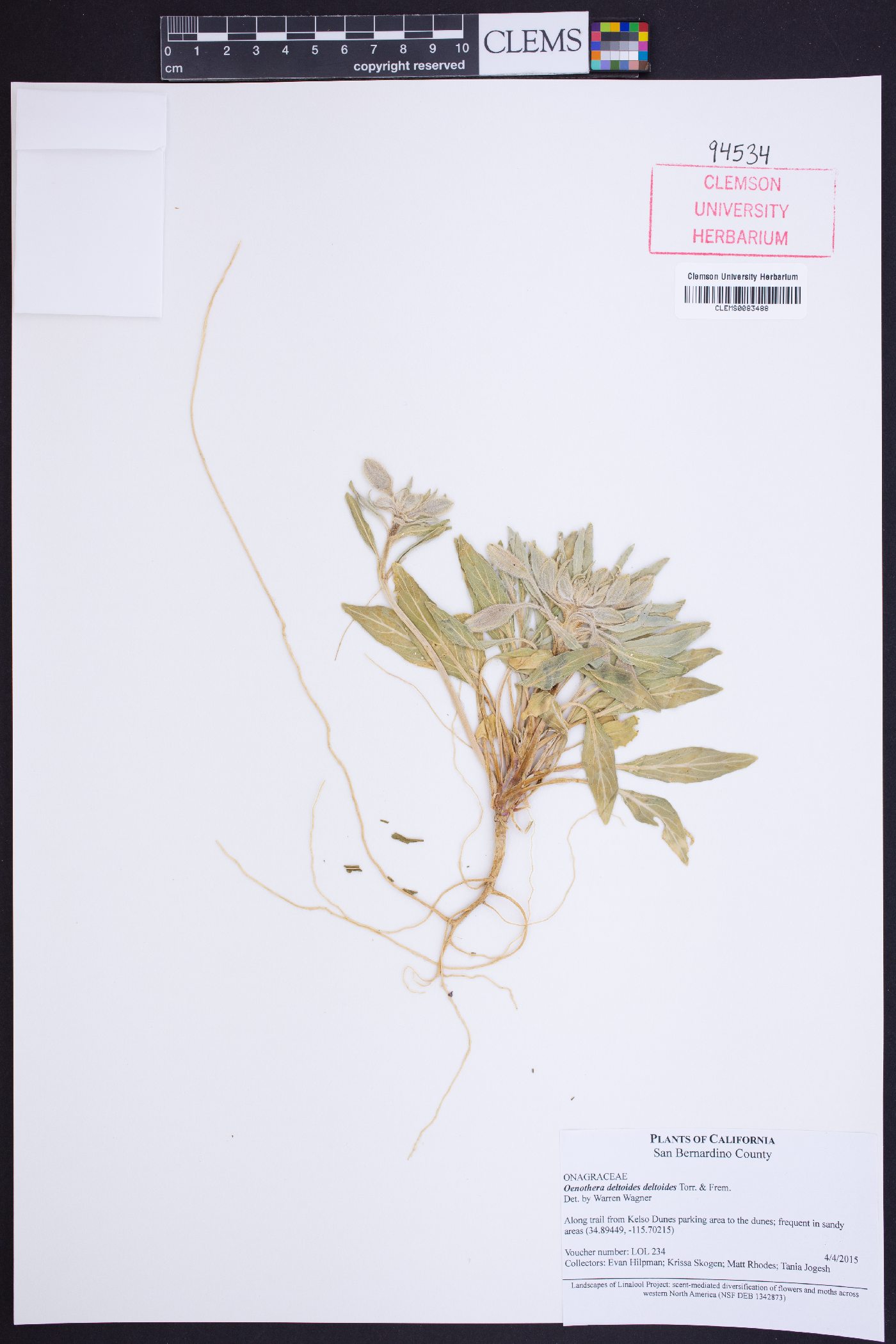 Oenothera deltoides subsp. deltoides image