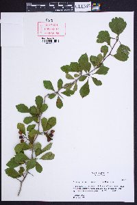 Crataegus sororia image