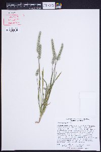 Plantago patagonica image