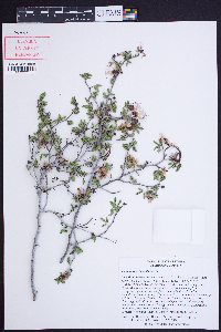 Calliandra eriophylla image