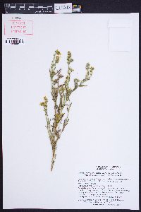 Amsinckia intermedia image