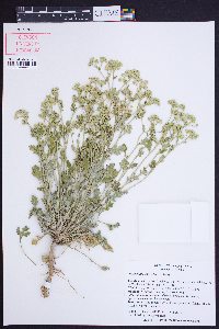 Parthenium confertum image