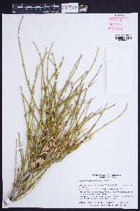 Ephedra trifurca image