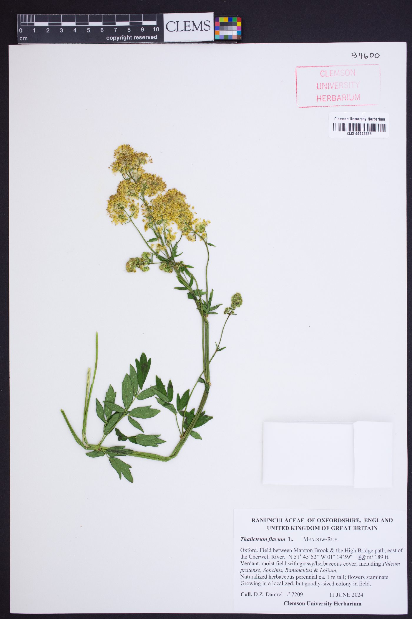 Thalictrum flavum image