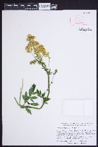 Thalictrum flavum image