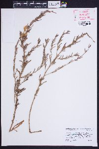 Calylophus hartwegii subsp. pubescens image