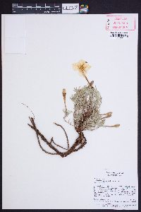 Calylophus lavandulifolius image