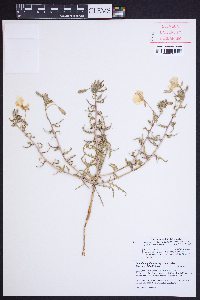 Oenothera pallida image