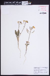 Camissonia claviformis subsp. funerea image