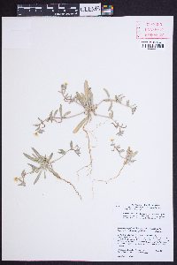 Camissoniopsis pallida subsp. pallida image