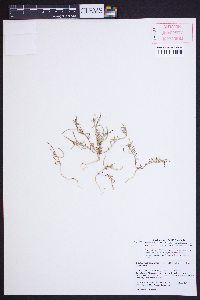 Camissonia strigulosa image