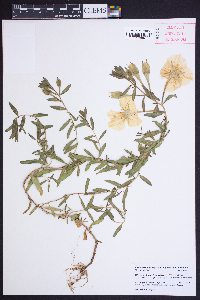 Calylophus hartwegii subsp. pubescens image