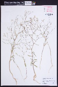 Gayophytum eriospermum image