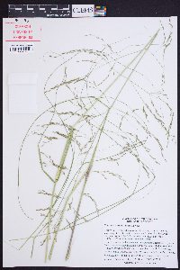 Eragrostis curvula image