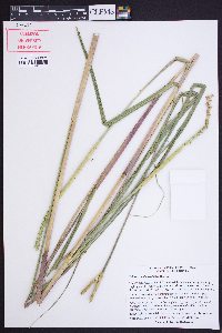 Tripsacum dactyloides image