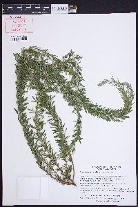 Lespedeza cuneata image