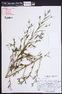 Ludwigia decurrens image