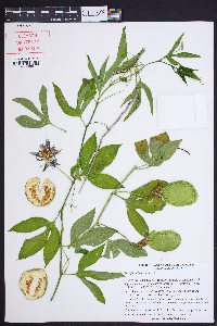 Passiflora incarnata image