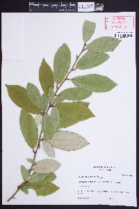 Elaeagnus pungens image