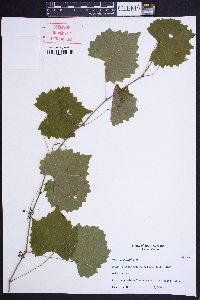 Vitis rotundifolia image