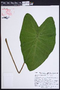 Colocasia esculenta image