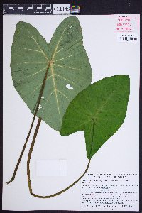 Colocasia esculenta image