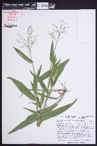 Dichanthelium ravenelii image