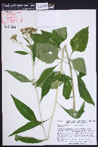 Verbesina virginica image