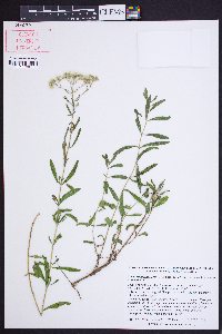 Eupatorium leucolepis image