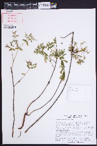 Euphorbia pubentissima image