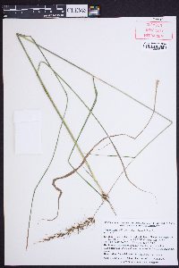 Sorghastrum elliottii image