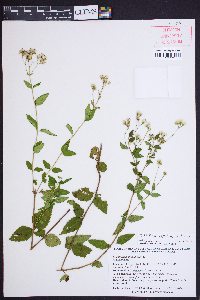 Ageratina aromatica image