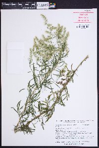 Eupatorium compositifolium image